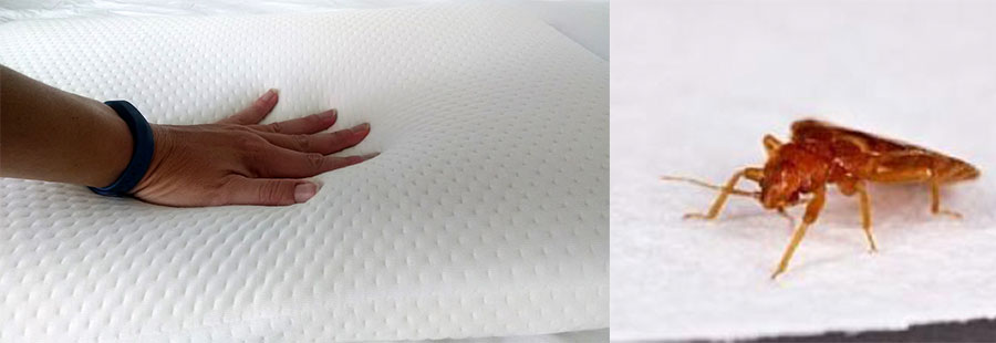 can memory foam mattress get bed bugs